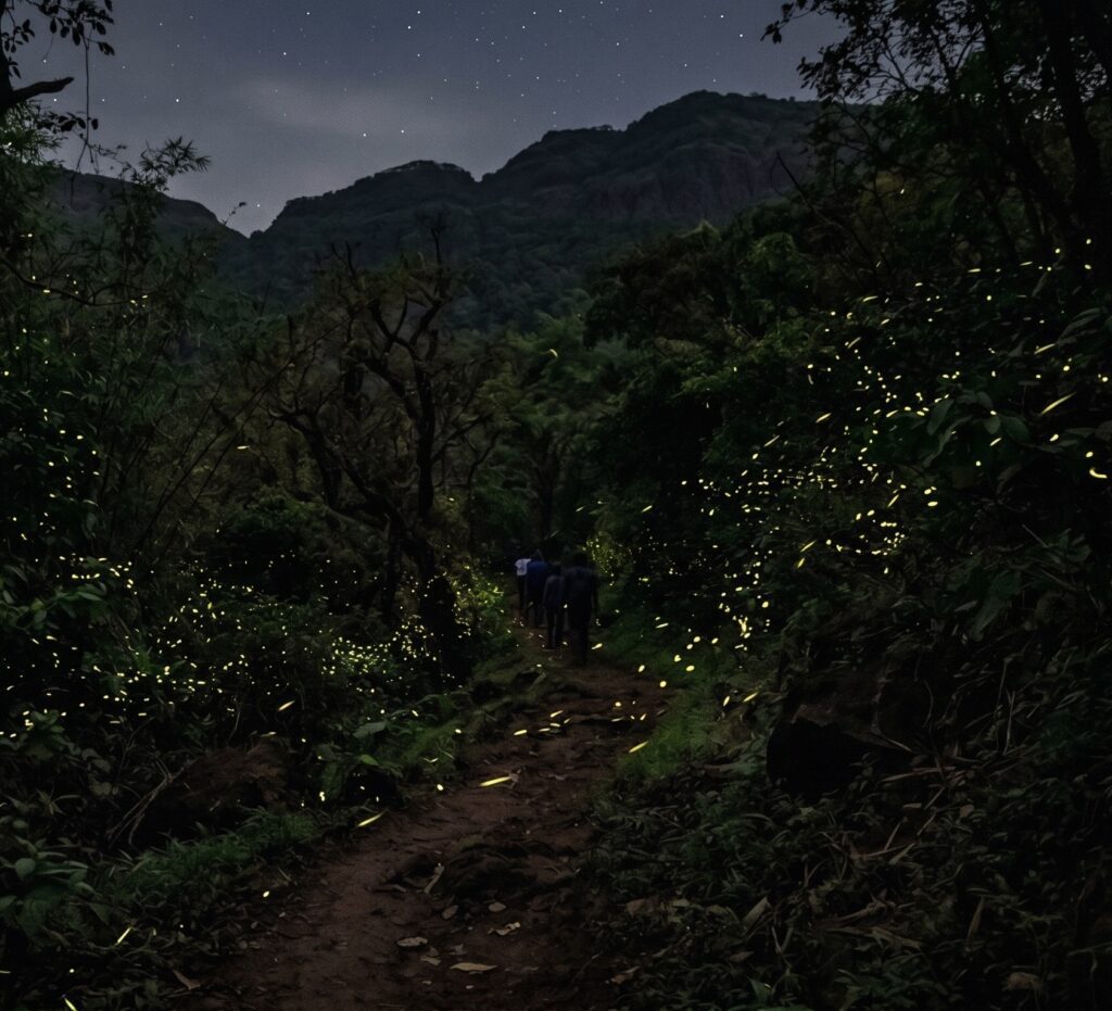 Fireflies glowing in forest during pre monsoon trek near Mumbai